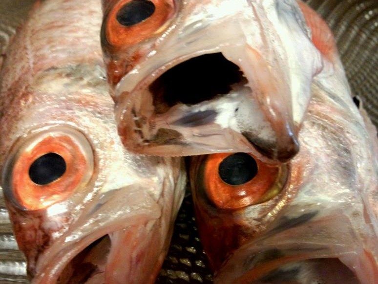 すし拓屋の写真